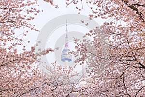 Seoul tower in spring with cherry blossom tree in full bloom, so