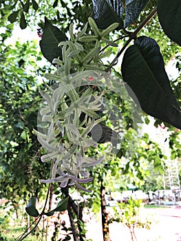 Sepal of Petrea volubilis or Sandpaper vine or Purple wreath or Queen`s wreath or Petrea kohautiana or Petre racemosa flowers.