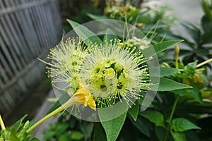 sepals green of Lemon Myrtle tree & x28;Backhousia Citriodora, lemon-scented myrtle or ironwood& x29; Lemon-scented