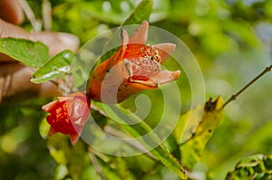 Sepals Of Pomegranate Flowers