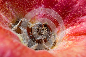 Sepals and remains of stamens near a red apple. macro photography