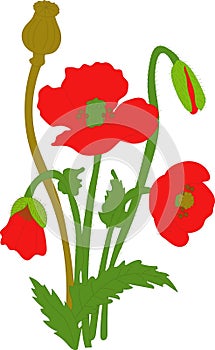 Separate elements flowers red poppy: flowers, leaves, bolls, buds