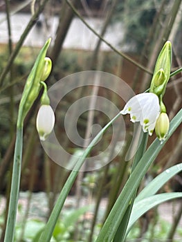 Separate flower of Lilly of the vally