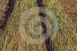 Separate harvesting of wheat by mowing headers into swaths at a low cut