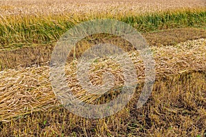 Separate harvesting of wheat by mowing headers into swaths at a low cut