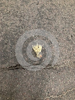 The separate head of a doll on asphalt