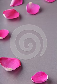 Separate petals of a beautiful pink rose on a gray background