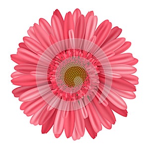 Separate pink daisy gerbera flower from top