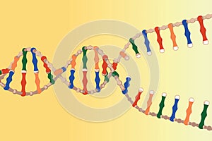 Separated DNA strands