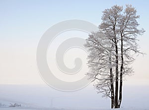 Separately standing tree near the lake in winter