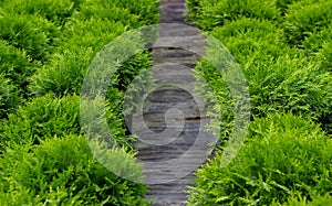 Separating path between rows of western thuja seedlings