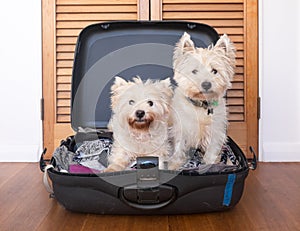 Separation anxiety: two scruffy west highland white westie terri