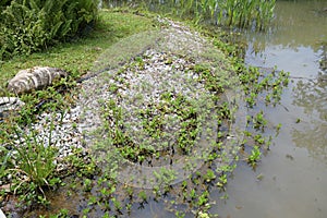 The separation between some water plants growing out of the shallow water and a rocky bank of stones