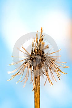 Separation, sprig of umbrella inflorescence