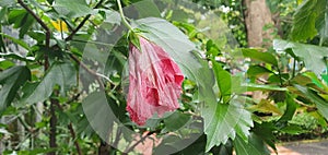 Sepatu flower with red colour wilted