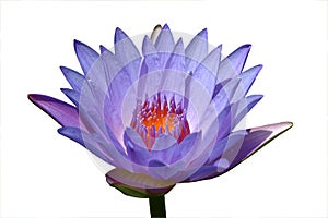 Seperated Purple lotus flower