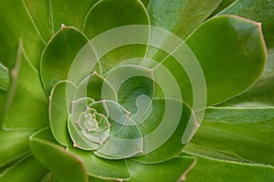 Sepervivum closeup , succulent plant rosette macro