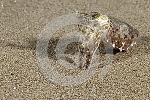 Sepia aculeata Needle Cuttlefish