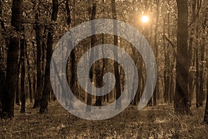 Sepia autumn forest