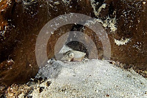 Sepia bandensis, stumpy spined cuttlefish, dwarf cuttlefish