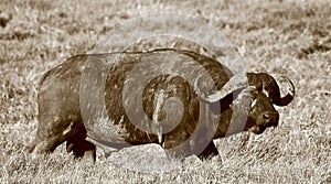 Sepia bull African cape buffalo