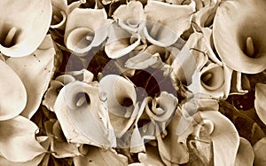 Sepia calla lillies bunch