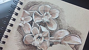 Sepia charcoal drawing of orchids