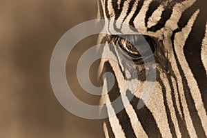 Sepia close-up of eye of Grevy zebra