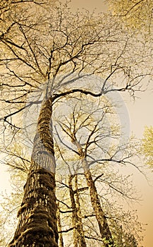 Calamar vistoso viejo árboles 