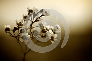 Sepia Coloured Tea Tree Blossom