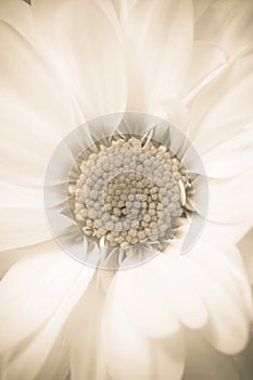 Sepia Daisy photo