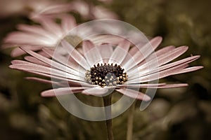 Sepia Daisy