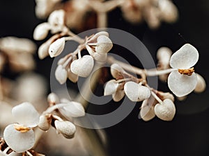 Sepia of delicate Begonia bowerae flowers on the blurred background photo
