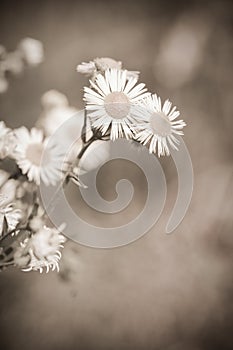 Sepia flowers