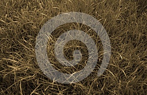 Sepia grass background