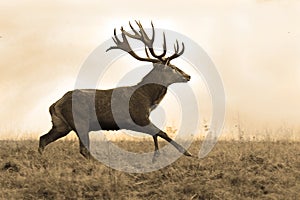 Sepia image of red deer stag