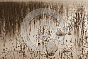 Sepia lake vegetation