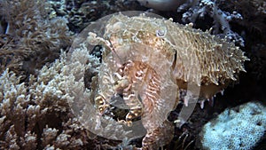 Sepia latimanus or Broadclub Cuttlefish