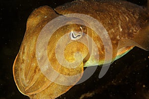 Sepia officinalis - Cuttle fish