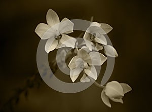 Sepia Orchids