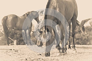 Sepia photo of horse grazing grass