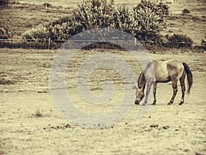 Sepia photo of horse grazing grass