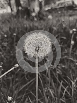 Sepia photography, dandelion, nature, flower, plants, spring atmosphere