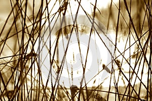 Sepia reeds photo