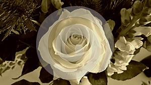 Sepia Rose