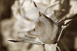Sepia rosebud in the dew photo