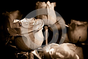 Sepia Roses