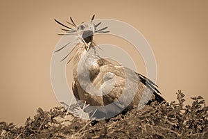 Sepia secretary bird in tree opens mouth