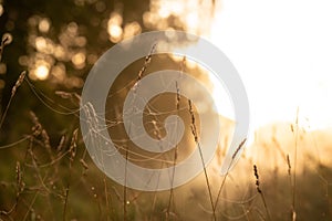 Sepia shot of spider webs on the grass of a meadow in the morning light