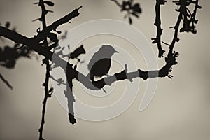 Sepia Smill Bird in Thorn Tree Silhouette